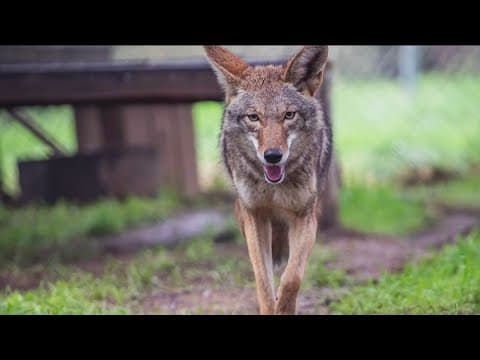 Coyote sightings on the rise in beach area neighborhoods