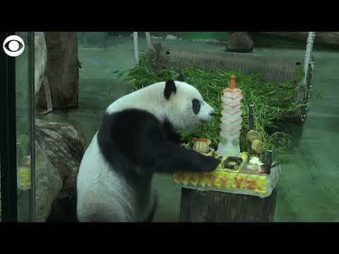 Giant panda celebrates 10th birthday at zoo in Taiwan