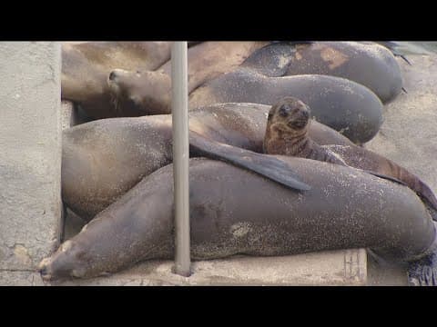 Debate continues over La Jolla Cove Beach as sea lion pups found dead