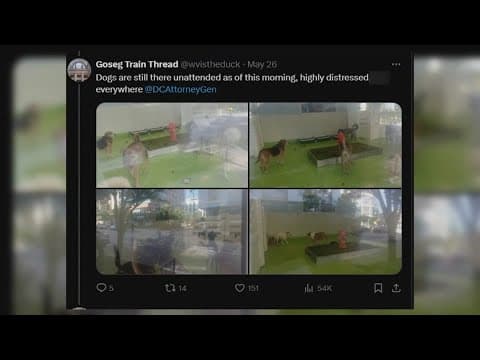 DC dog day care accused of leaving pets in display case