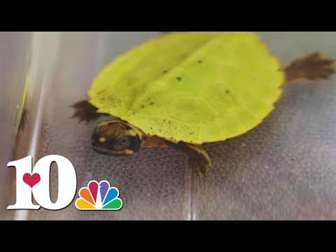 Zoo Knoxville celebrates rare turtle species hatchling