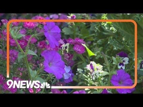 Planting dahlias and annuals in pots for summer bliss