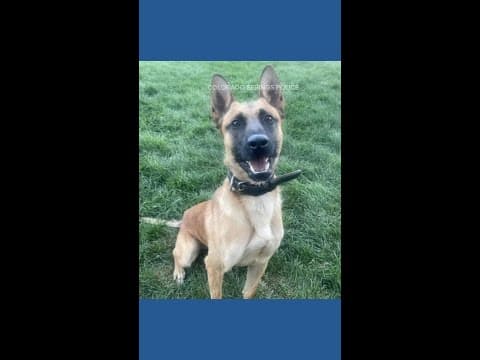 Colorado Springs Police K9 critically injured in stabbing