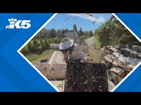 Millions of escaped bees turn wild