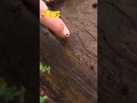 Discovery of bark beetle in Bothell is ‘concerning,' state says