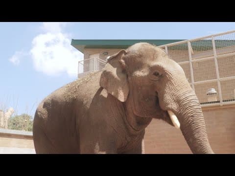 Houston Zoo welcomes new addition to its elephant herd, Chuck