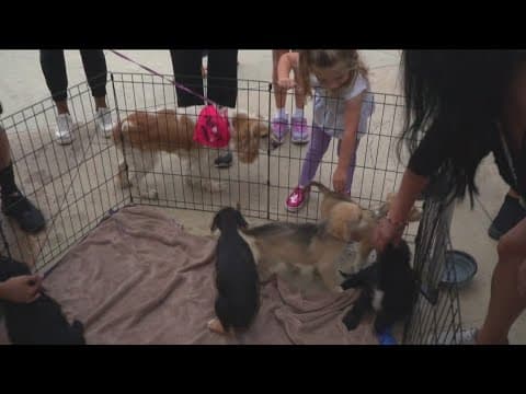 Santa Paws hold Mega Pet Adoption Event on Dec. 9