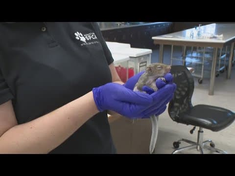Houston SPCA's Wildlife Center working to rescue, rehab impacted animals after Hurricane Beryl