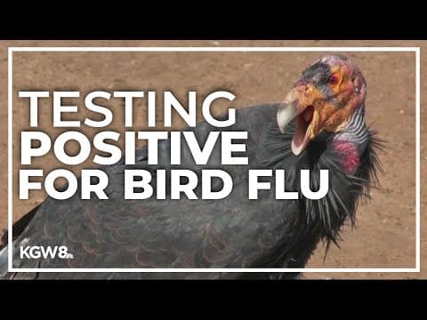 Endangered California condors test positive for bird flu