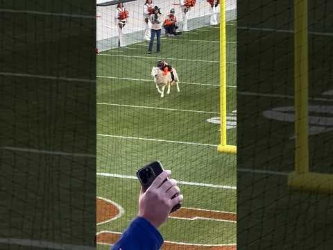 National Western Stock Show mutton bustin at Broncos vs. Browns NFL game in Denver
