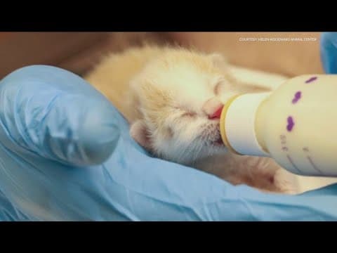 Two kittens found zip-tied together brought to Helen Woodward Animal Center