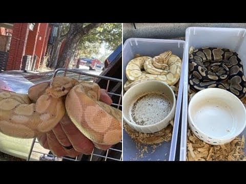 12 'extremely emaciated' python snakes rescued from Oak Forest apartment in NW Houston, Pct. 1 says