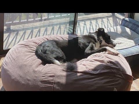 Houston couple's dog goes missing while in care of pet service sitter