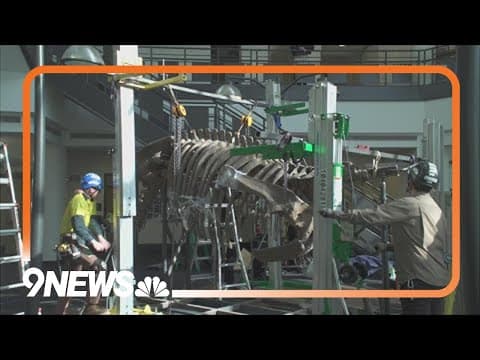 Full-scale Triceratops replica skeleton arrives at CU Boulder