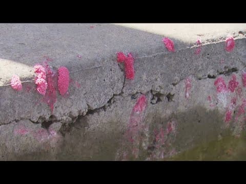 Invasive Apple Snail eggs found around San Diego lakes