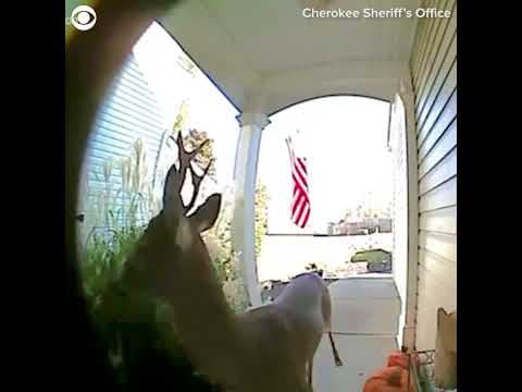 Doorbell camera catches deer playing 'ding-dong ditch' #shorts