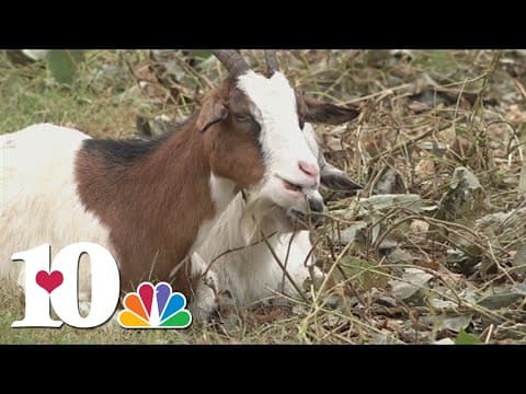 Goats eat kudzu at Maryville school