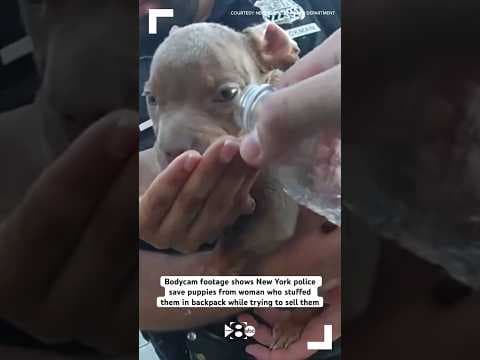 Bodycam footage shows New York police save puppies from woman who stuffed them in backpack