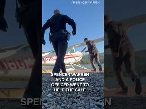 WATCH: Moose calf rescued