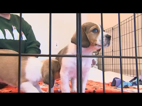 Franklin County Dog Shelter hosts 'Trick-or-Treat with the Pups'