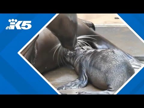 Sea lion pup born at Point Defiance Zoo & Aquarium