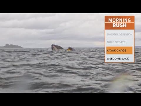 Whale swallows kayaker, then spits him back out