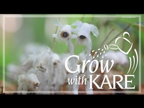 Grow with KARE: Halloween-themed plants
