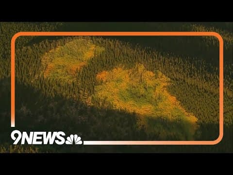 RAW: Aspen leaves are turning yellow in Colorado's mountains
