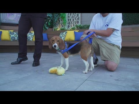 Rancho Coastal Humane Society ‘Unleashing the Magic’ at the Celebration of Second Chances