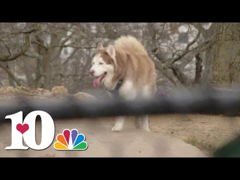 TVMA reports cases of unidentified respiratory disease in dogs in 'various locations' of TN