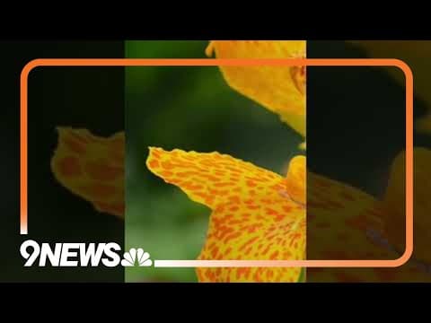 Breckenridge is Blooming!