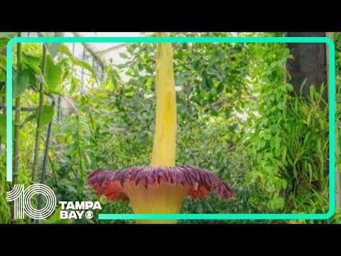 Corpse flower blooms on rare occasion at garden in London
