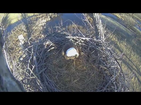 Colorado bald eagles lay eggs