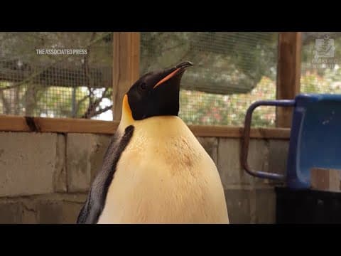 Emperor penguin released at sea 20 days after waddling onto Australian beach