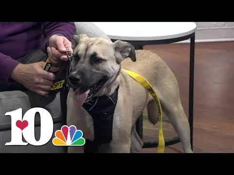 Meet our Pet of the Week: Aaron