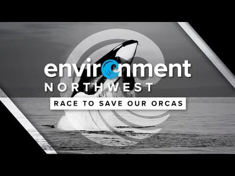 Race to Save Our Orcas | Environment Northwest