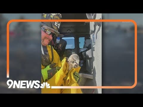 Fire crews save hawk after containing 2 fires