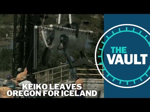 Keiko leaves on his longest voyage, from Oregon to Iceland | KGW Vault
