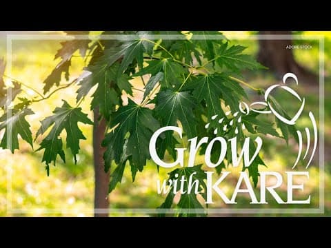 Grow with KARE: Fast-growing trees