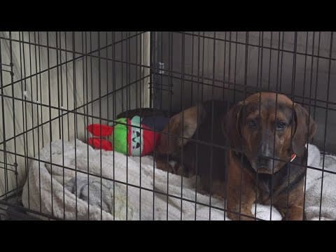 Overcrowded Sevier County Animal Shelter faces tough choices amid influx of dogs