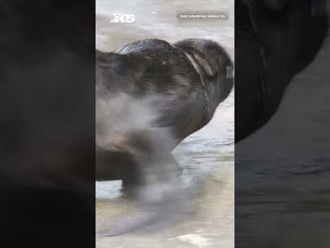Meet the newest member of the sea lion family at Point Defiance Zoo & Aquarium