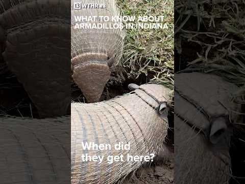 What to know about armadillos in Indiana