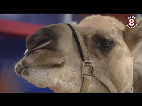 Camelot the camel visits CBS 8 on hump day 2013