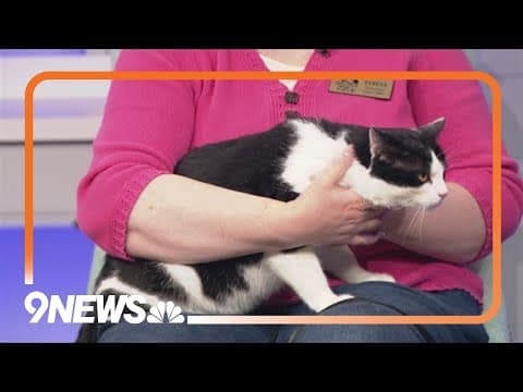 Outgoing and friendly cat needs forever home
