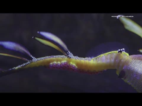 Birch Aquarium welcomes baby weedy seadragons