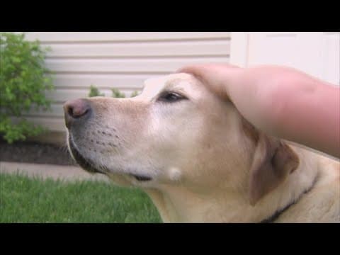 It's official, dogs make you happier!