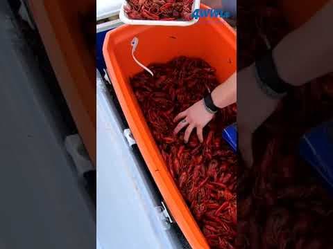 Tiger Dads Celebrate Father's Day with Crawfish Boil in Omaha