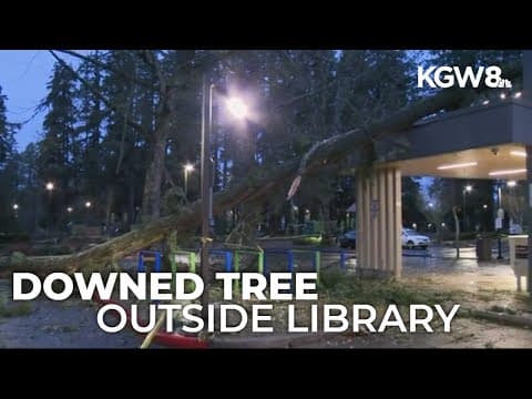 Tree falls down outside Hillsboro Shute Park Library