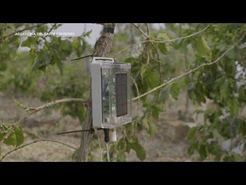 Climate change is threatening your morning cup of coffee | Eco9