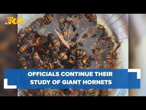 State officials continue to study giant hornets